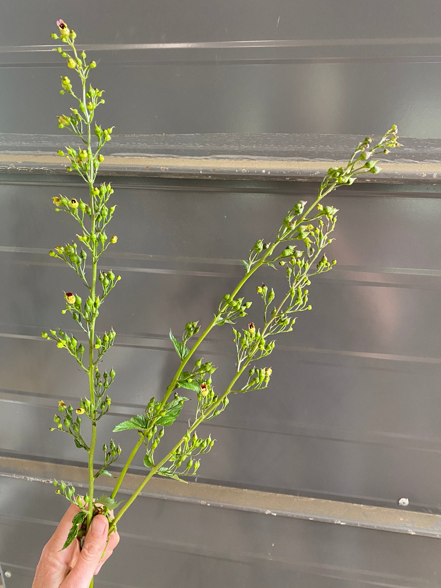 Figwort