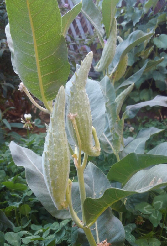 Showy Milkweed