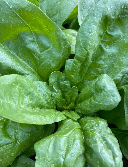 Early Mona Spinach