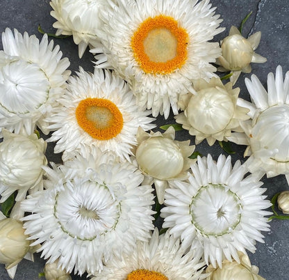 Strawflower Mix