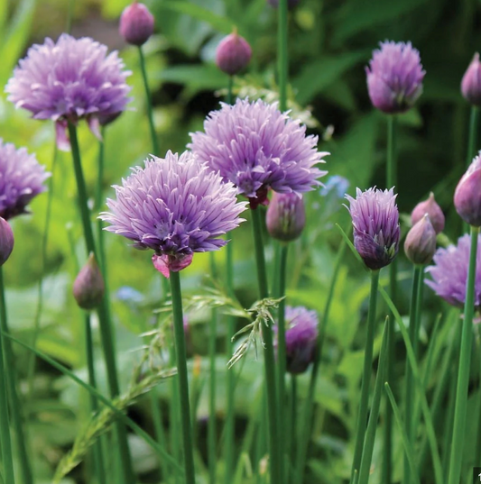 Chives