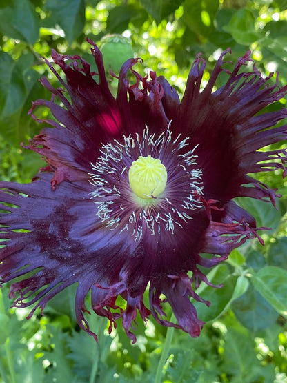 Dark Purple Breadseed Poppy