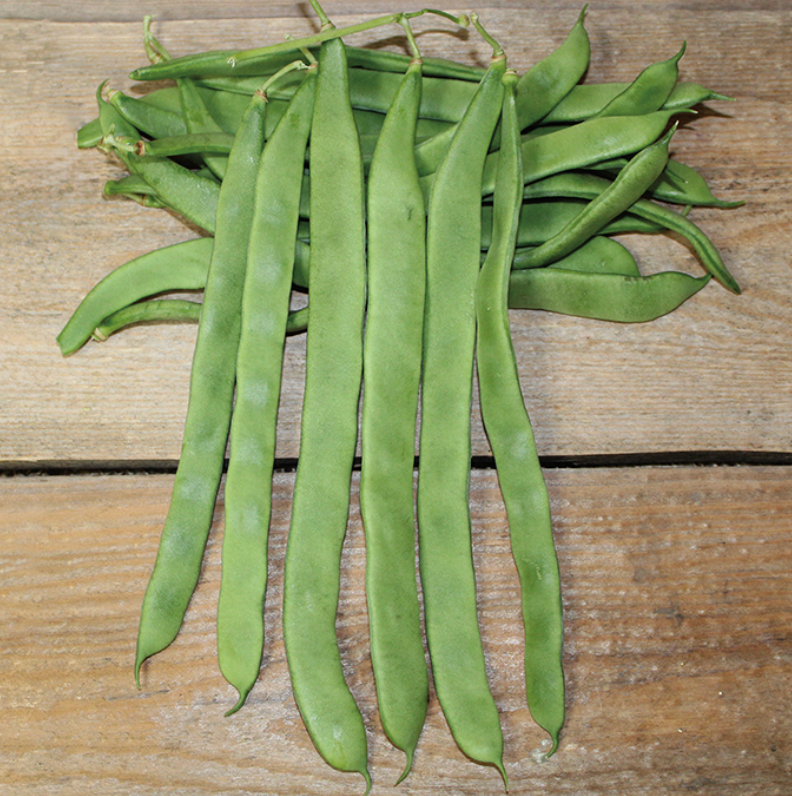 Helda Romano Pole Bean
