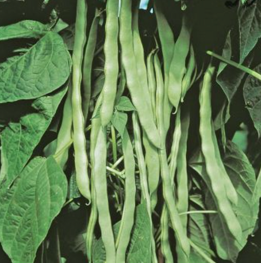 Helda Romano Pole Bean