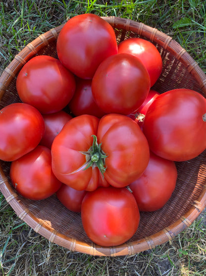 Ukrainian Beefsteak Tomato