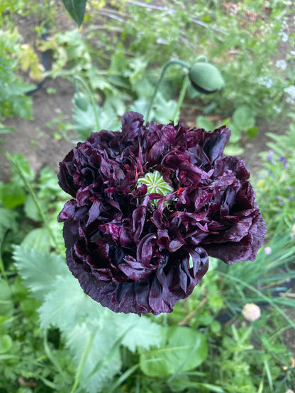 Dark Purple Breadseed Poppy