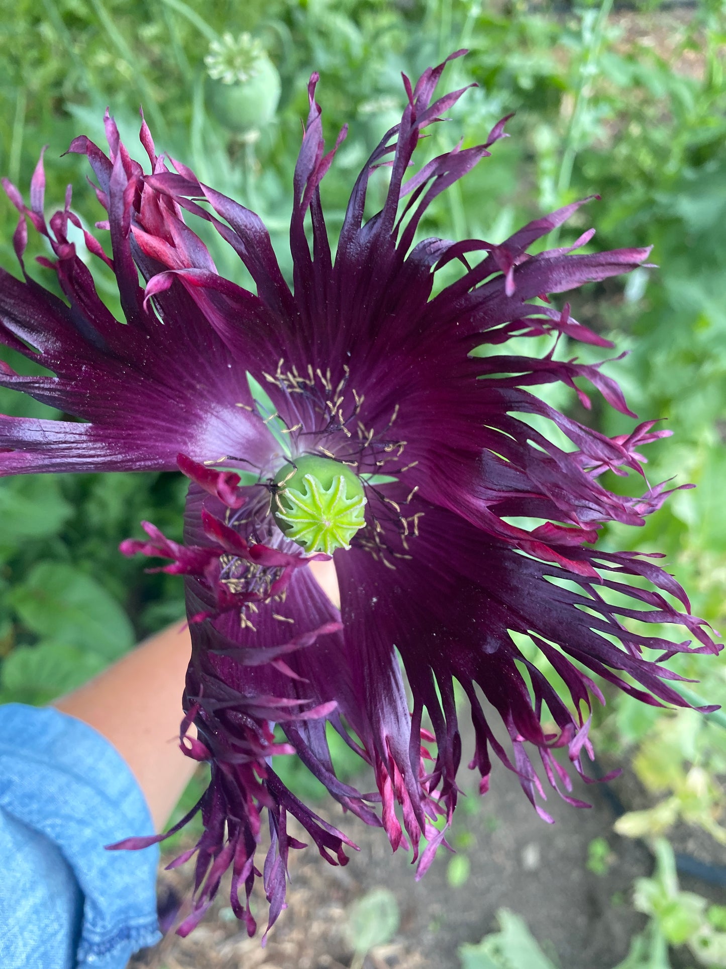Dark Purple Breadseed Poppy