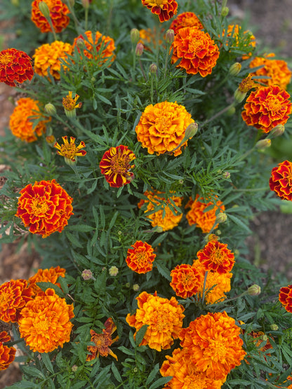 Queen Sophia Marigold