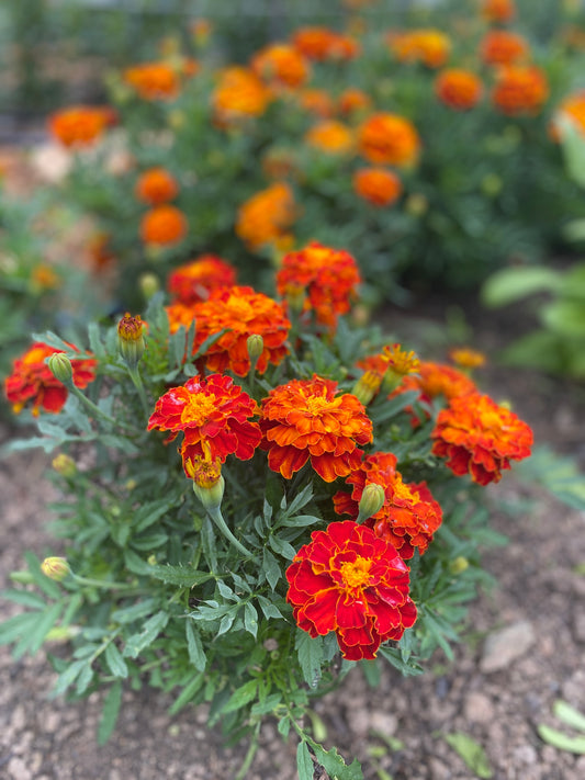 Queen Sophia Marigold