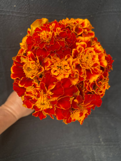 Queen Sophia Marigold