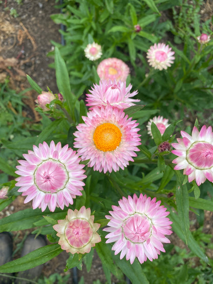 Strawflower Mix