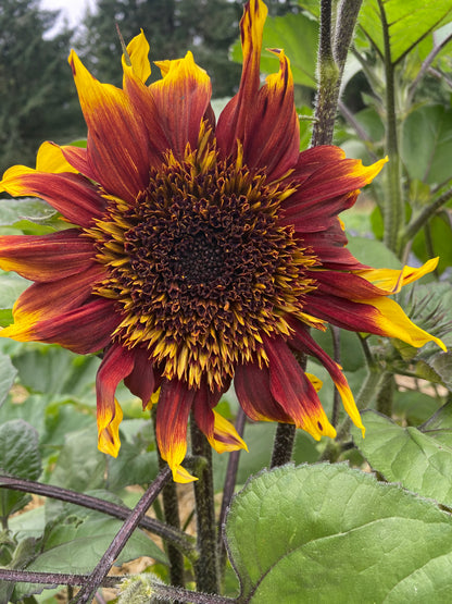 Ring of Fire Sunflower