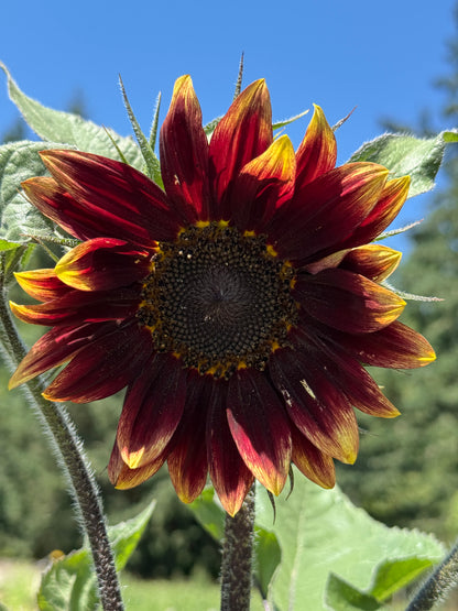 Ring of Fire Sunflower