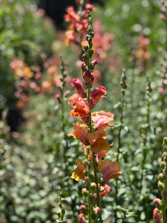 Orange Wonder Snapdragon