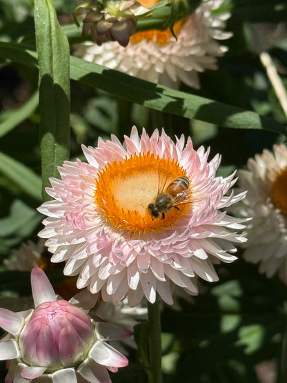Silvery Rose Strawflower