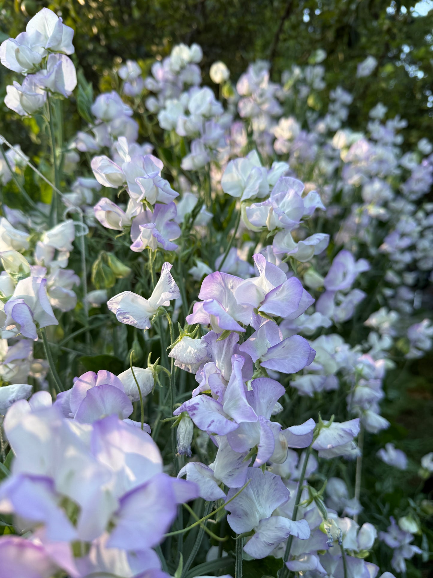 Purple and White Sweet Pea Mix