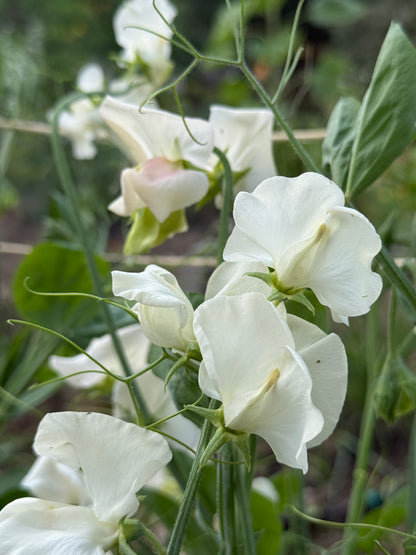 Purple and White Sweet Pea Mix