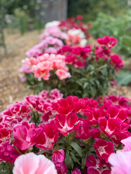 Peachy Red Clarkia Mix