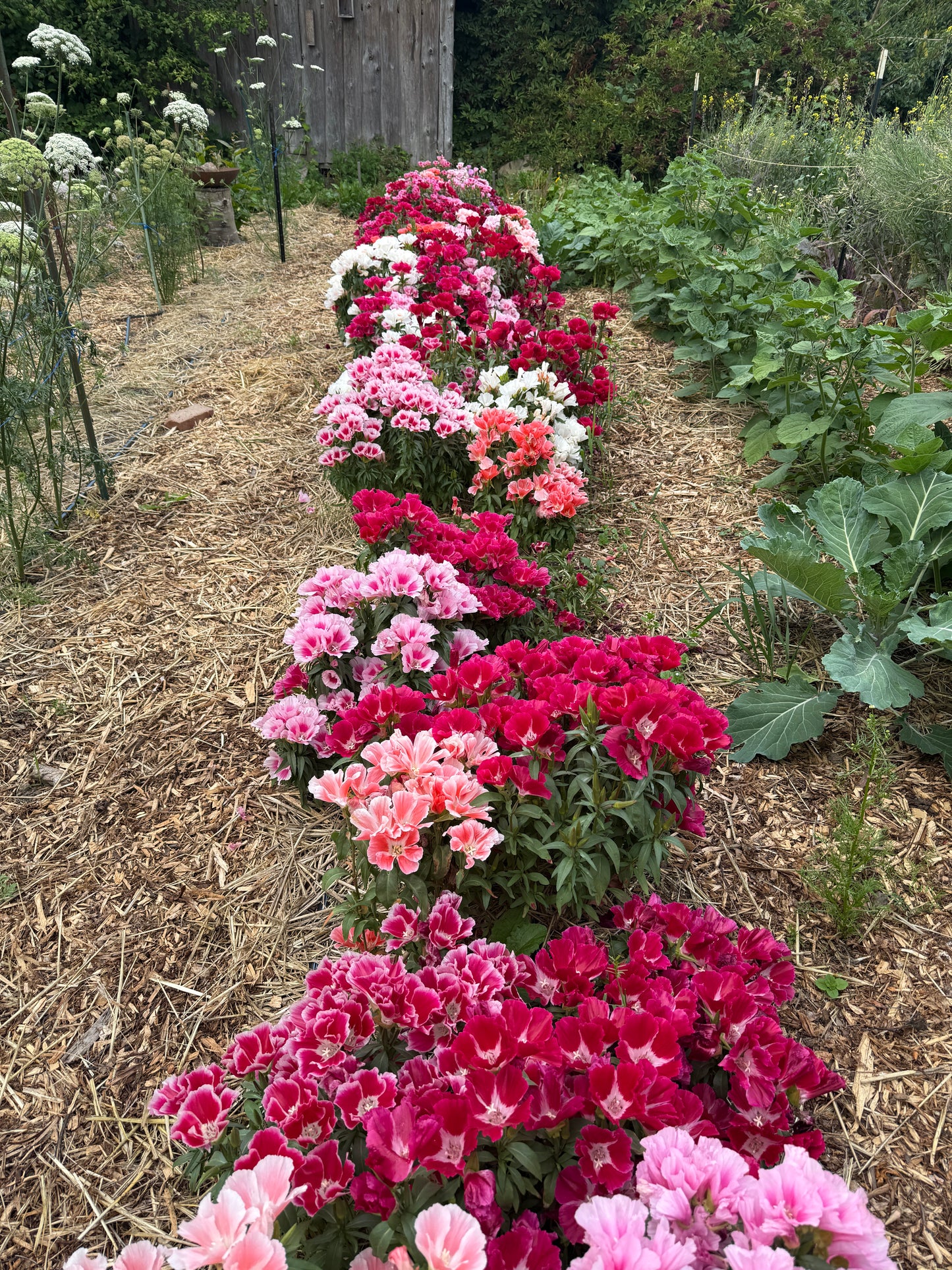 Peachy Red Clarkia Mix