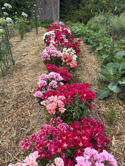 Peachy Red Clarkia Mix