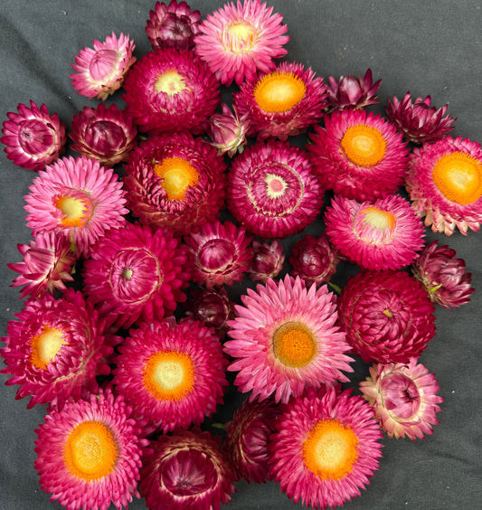 Cranberry Rose Strawflower