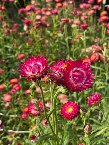 Strawflower Mix