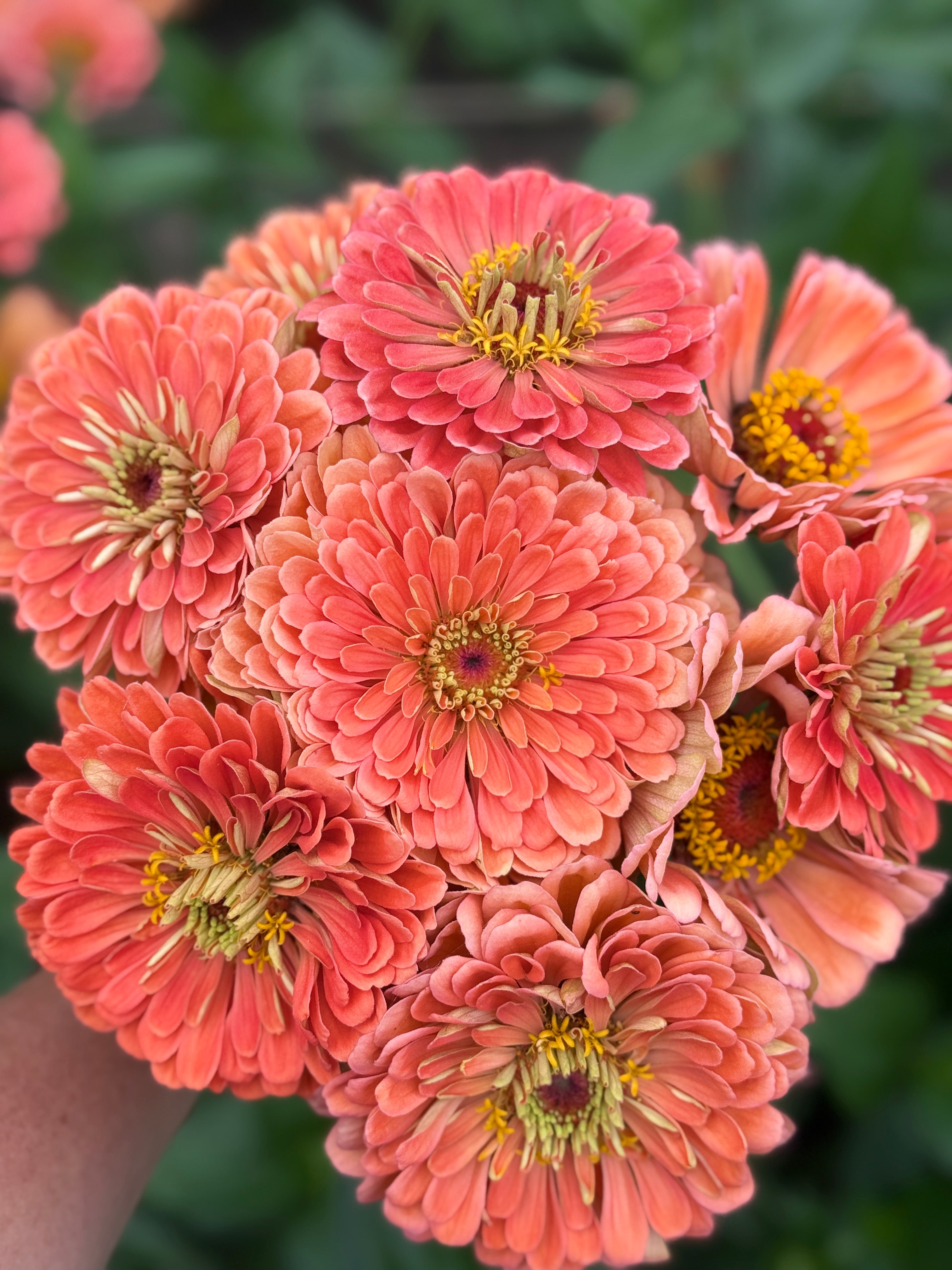 El Dorado Zinnia – Wild Dreams Farm and Seed