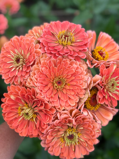 El Dorado Zinnia