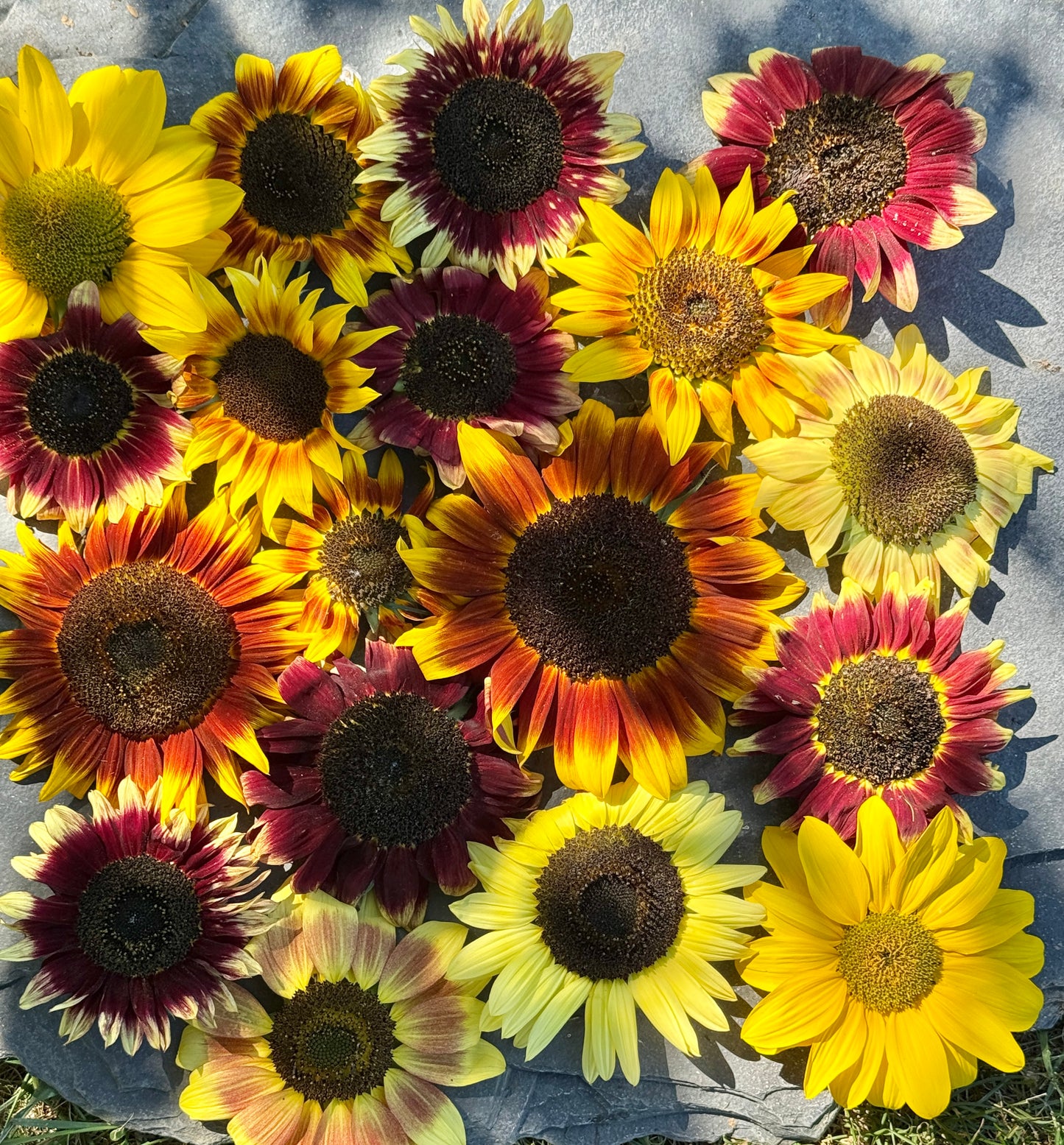 Ring of Fire Sunflower