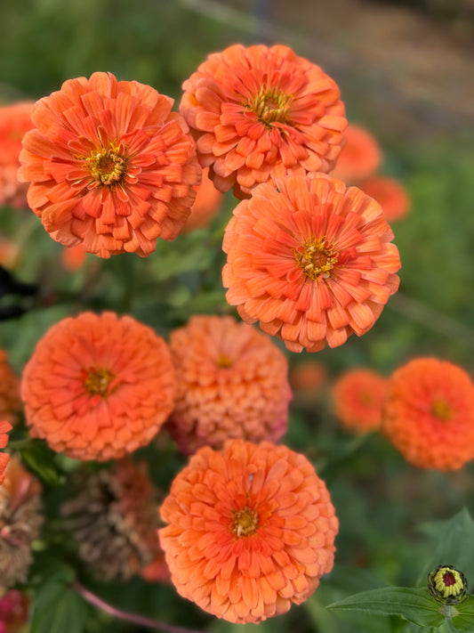 El Dorado Zinnia