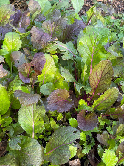 Vibrant Ultraviolet Mustard Greens