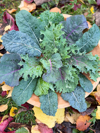 Kale Club