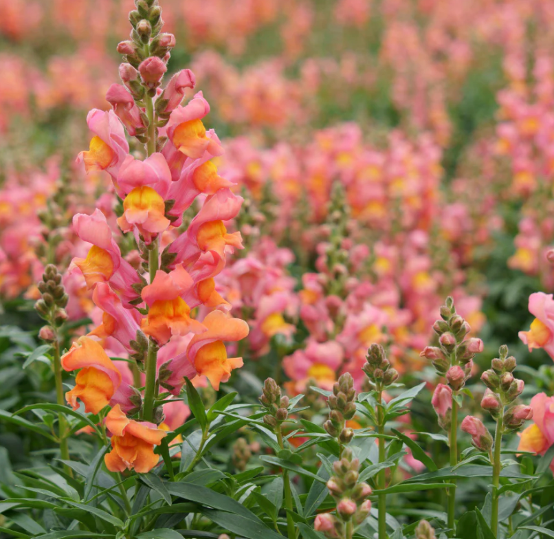 Orange Wonder Snapdragon