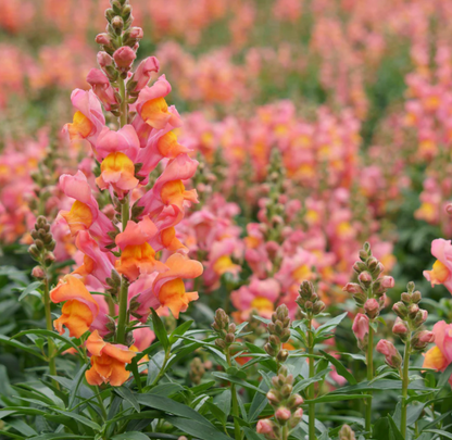 Orange Wonder Snapdragon