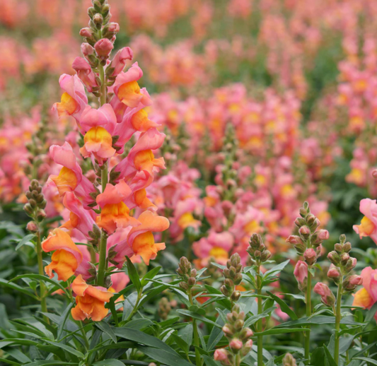 Orange Wonder Snapdragon