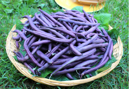 Trionfo Violetto Pole Bean