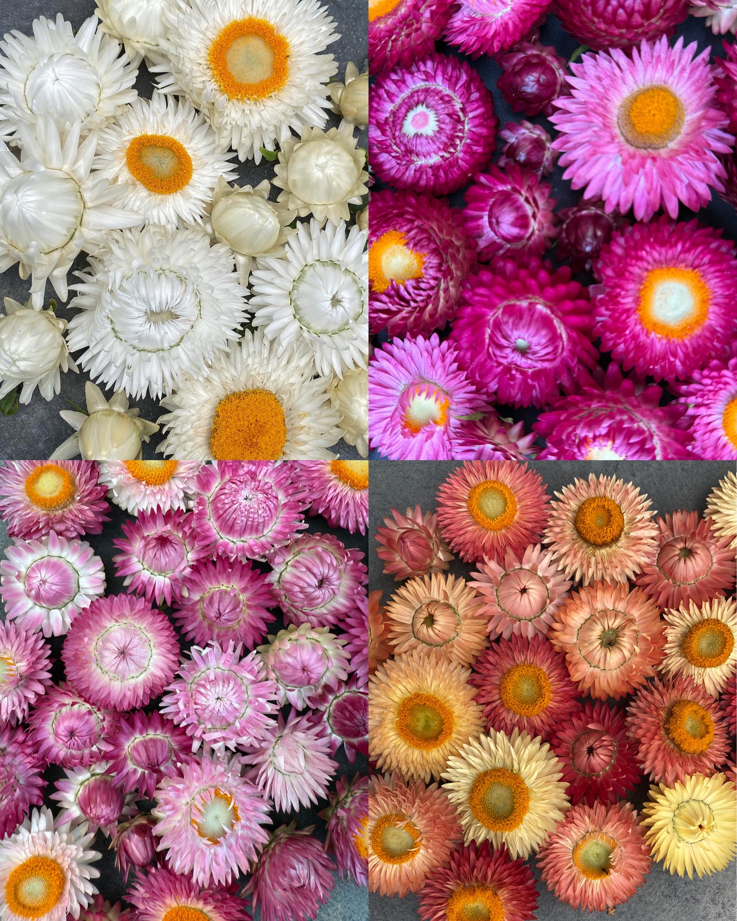 Strawflower Mix