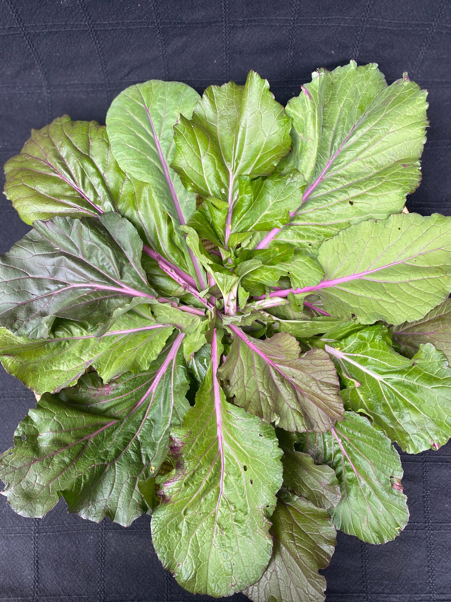 Vibrant Ultraviolet Mustard Greens