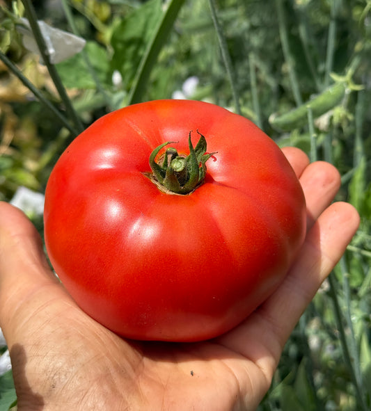 Brandywine Tomato