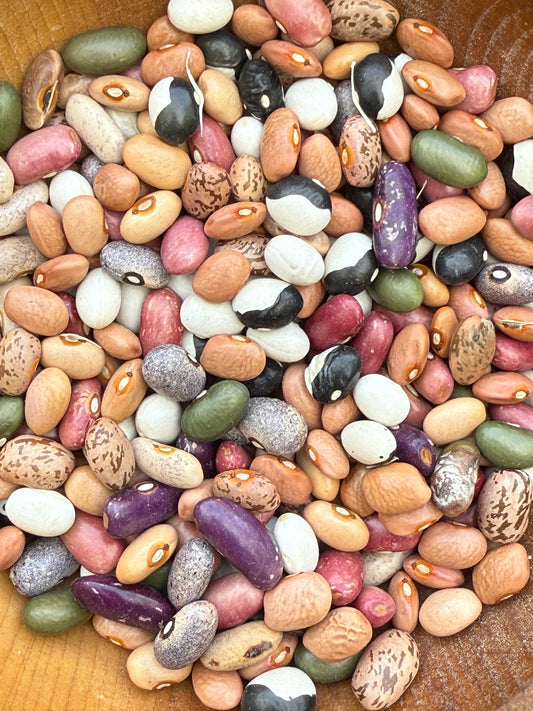 Rainbow Bush Bean Mix