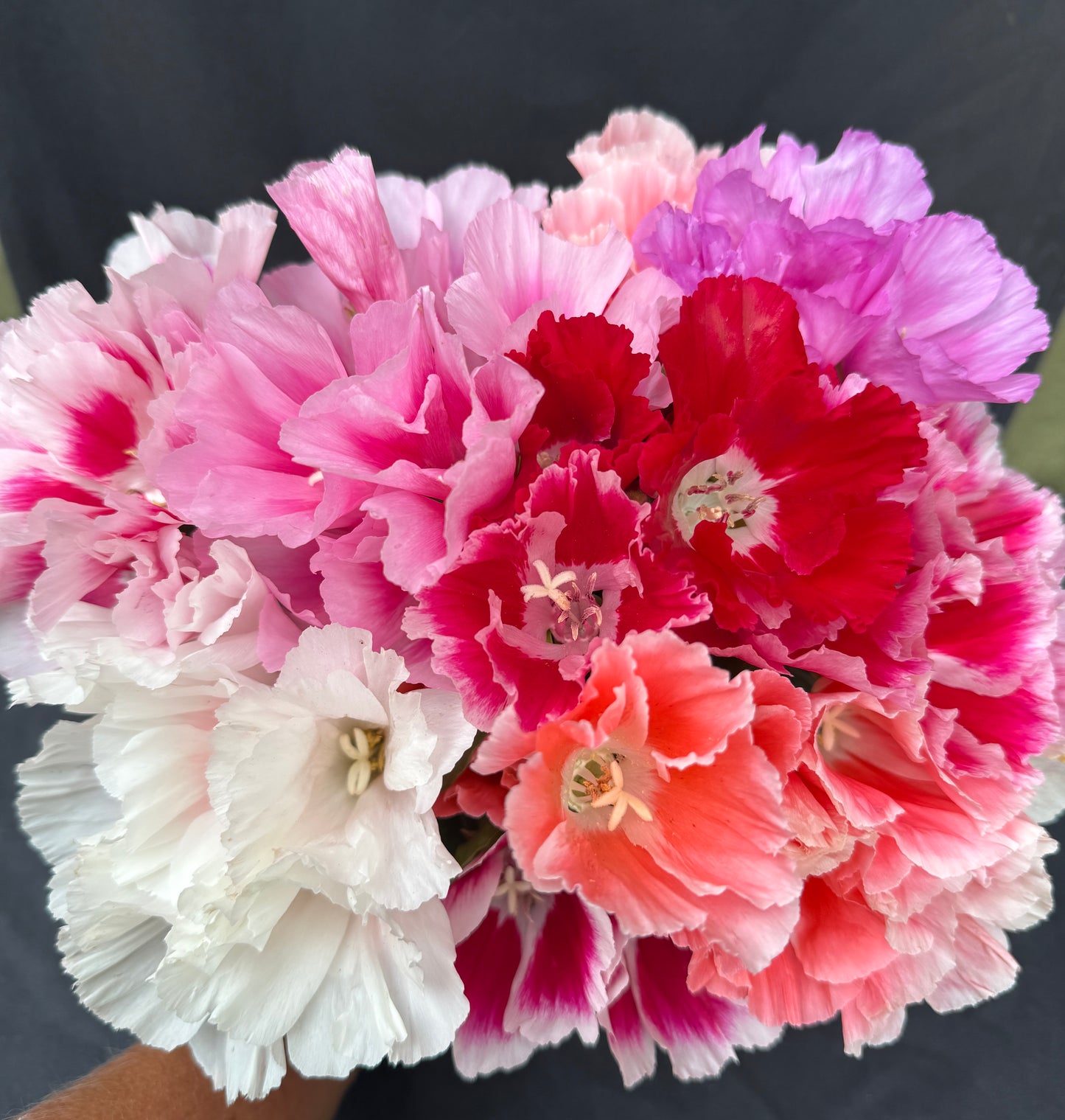 Peachy Red Clarkia Mix