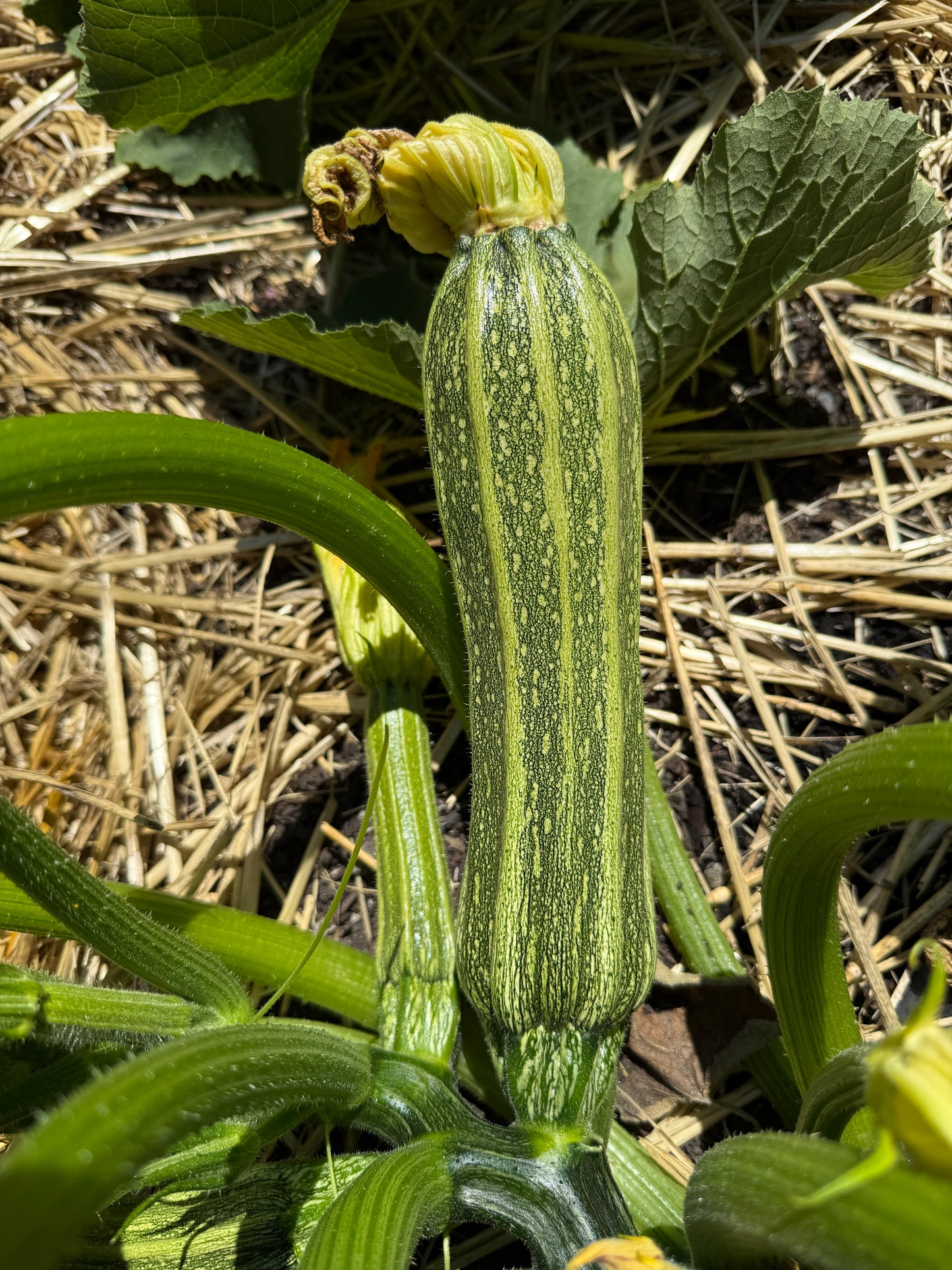 Costata Romanesco Zucchini