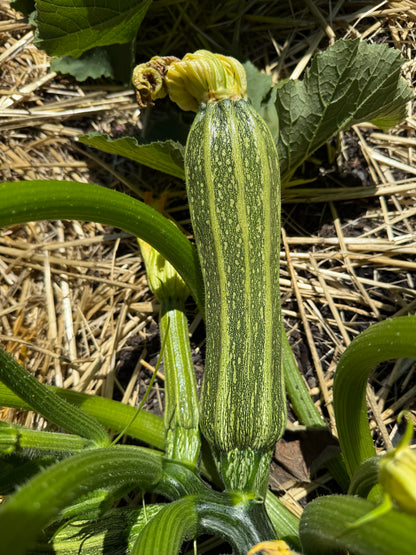 Costata Romanesco Zucchini