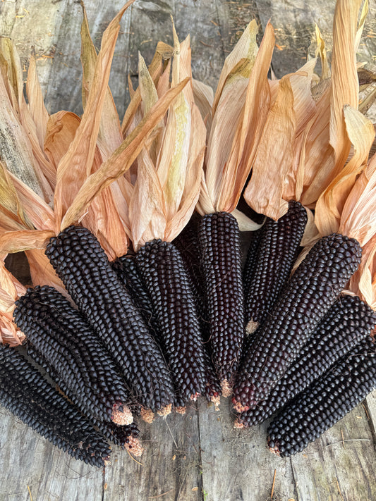 Dakota Black Popcorn