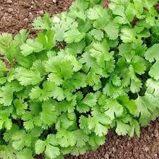 Pokey Jo Cilantro