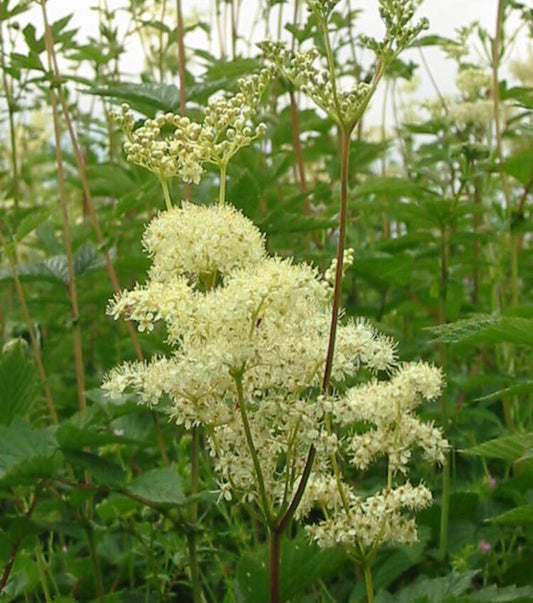 Meadowsweet