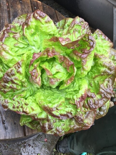 Merveille du Quatre Saisons Butterhead Lettuce