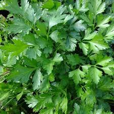 Dark Green Parsley