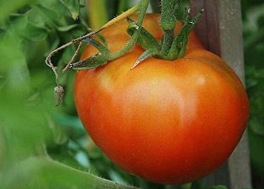 Moskvich Slicer Tomato