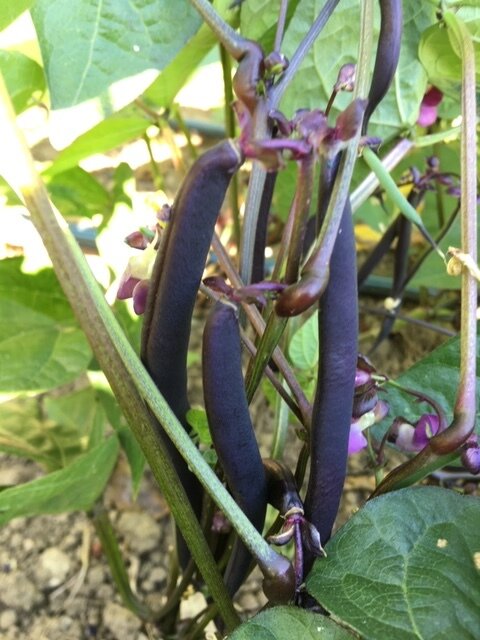 Royal Burgundy Bush Bean